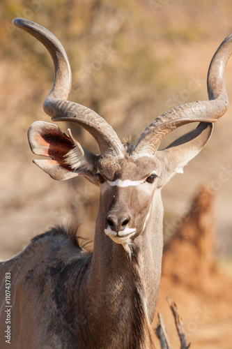 Male Greater Kudu portrait (Tragelaphus strepsiceros), Kruger Park, South Africa