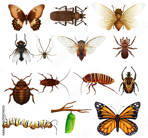 Different kind of wild insects