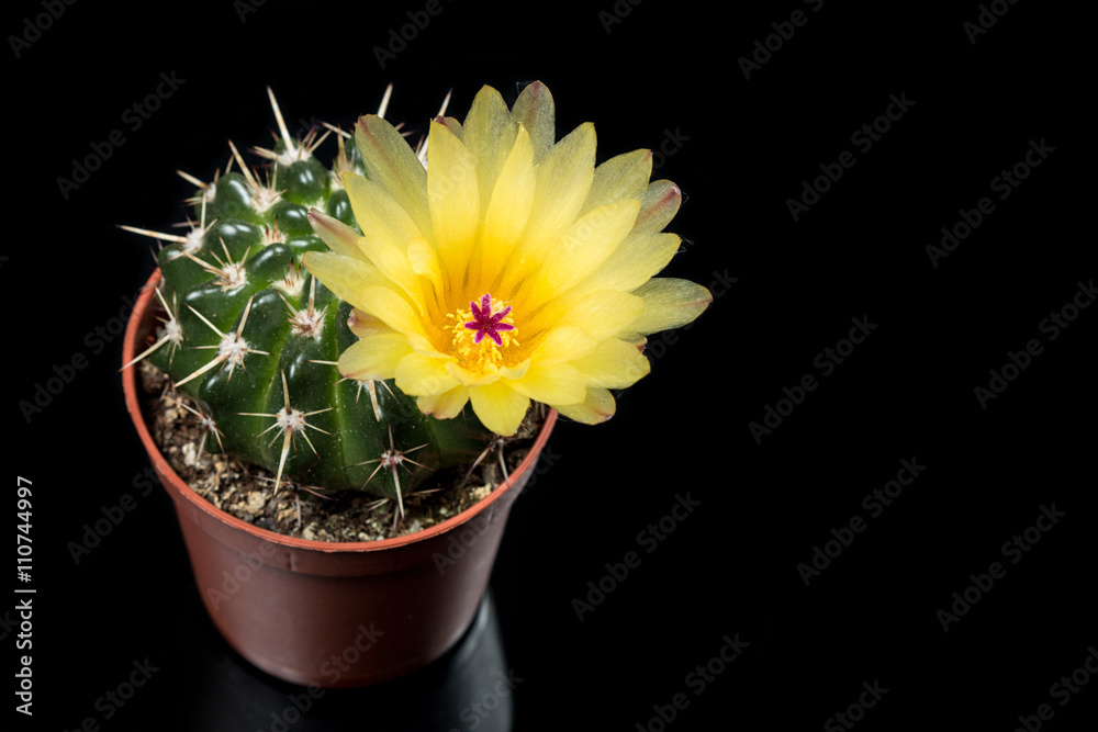 Yellow Cactus Flower On Black Background