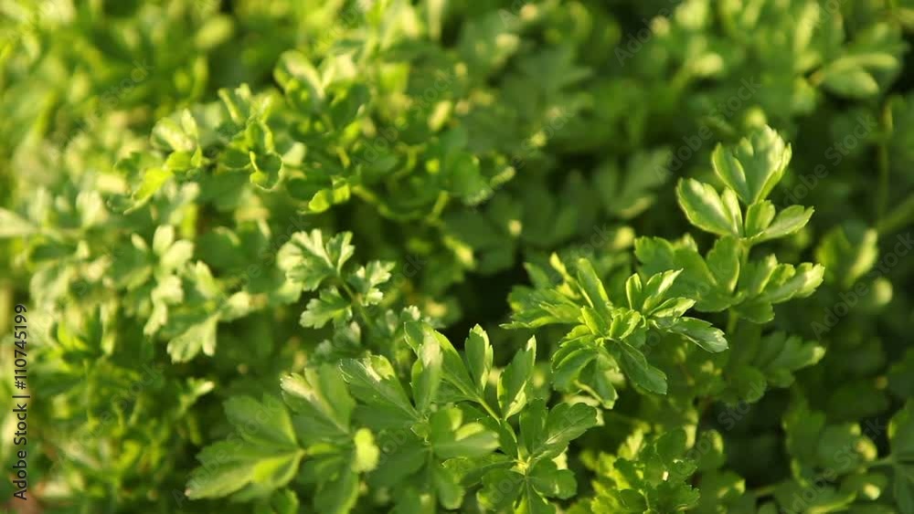 bed with green parsley. Reeling in the wind. bed with green parsley. Reeling in the wind.
