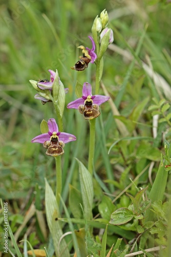 Hummel-Ragwurz (Ophrys holoserica) 
