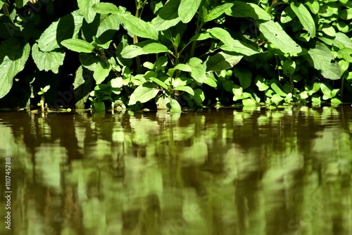 Reflet de feuilles dans une rivi  re