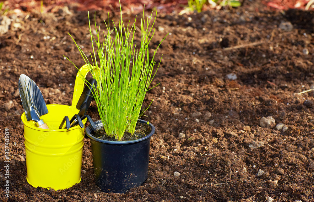 Chive and gardening tools in the garden. Chive and gardening tools in the garden.