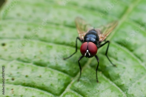 Macro photography showing a flesh fly