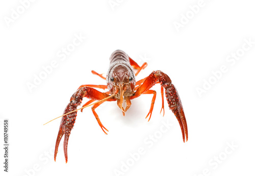 Red crayfish on white background