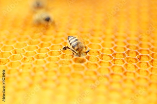 Honeybee in honeycomb 