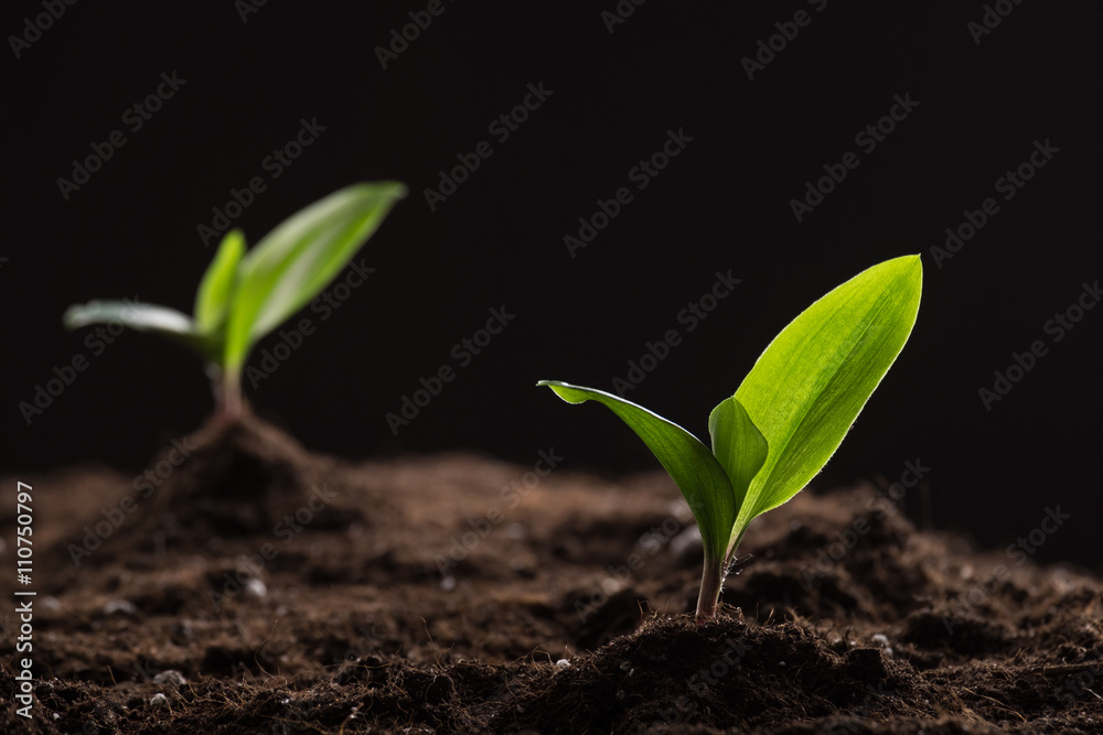 Fototapeta premium Sprouts in ground