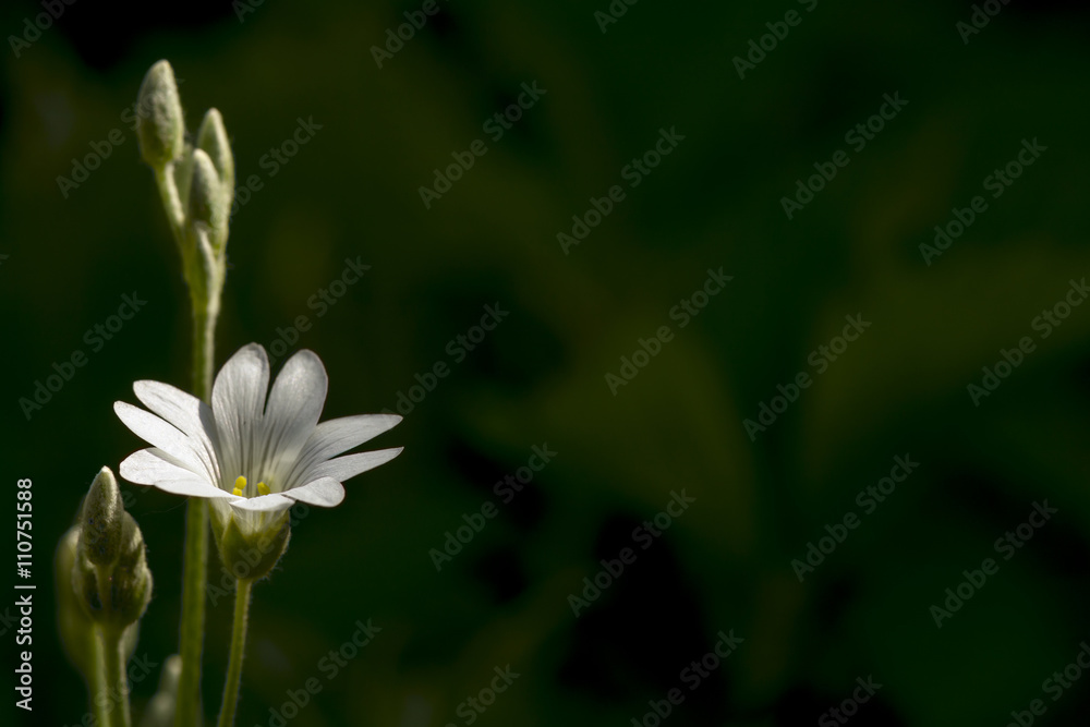 White little flower at blurry dark green background White little flower at blurry dark green background