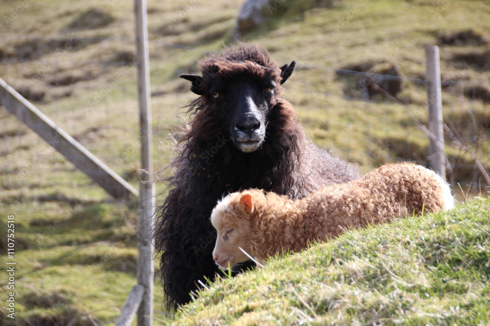 Sheep in the nature of the Faroe Islands Sheep in the nature of the Faroe Islands