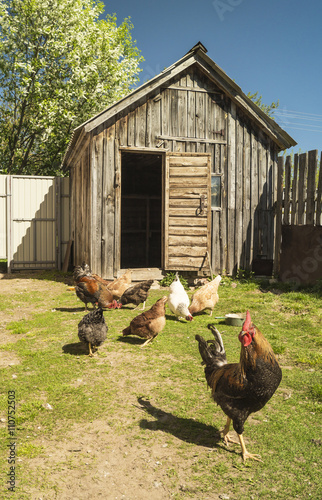 Cock with hen on green herb