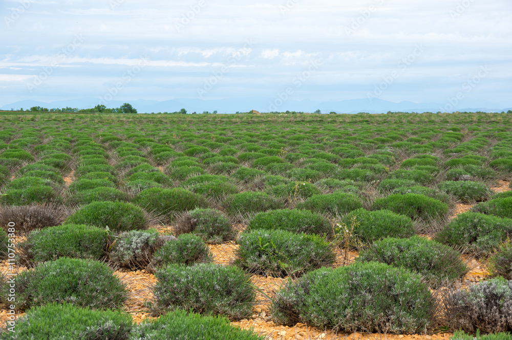 Fields of Provence Fields of Provence