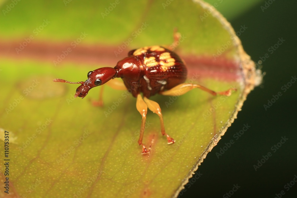Naklejka premium Macro photography showing Red Giraffe Weevil or Leaf Rolling Weevil