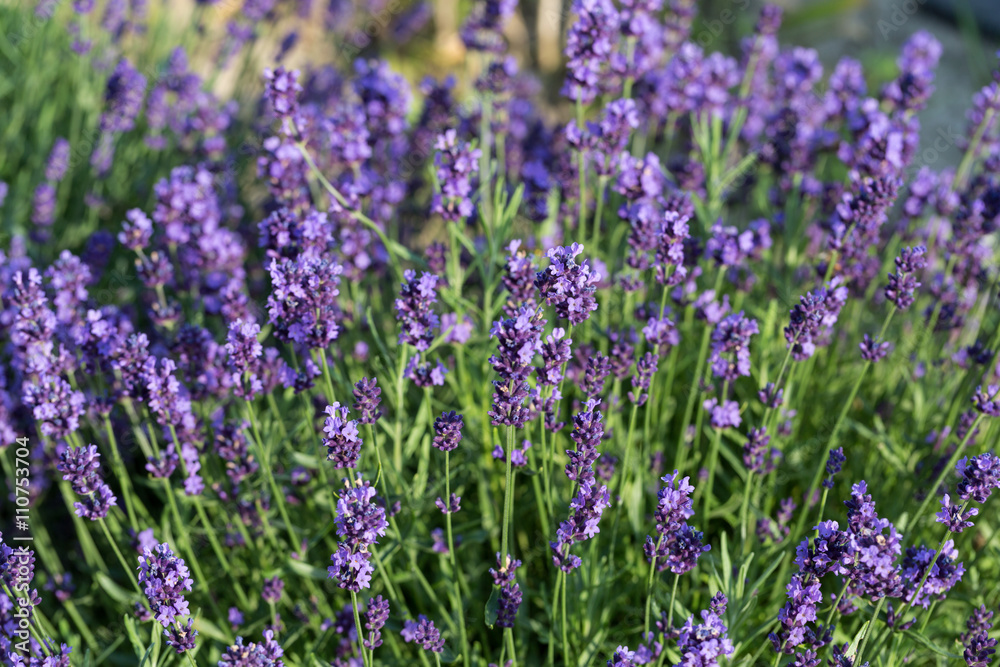 Gardens with the flourishing lavender Gardens with the flourishing lavender