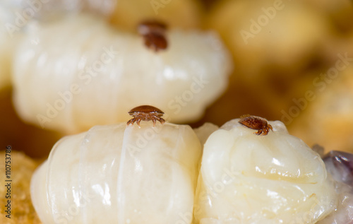 Varroamilbe (Varroa destructor) an einer Puppe Drohne im Bienenstock der Biene (Apis mellifera)