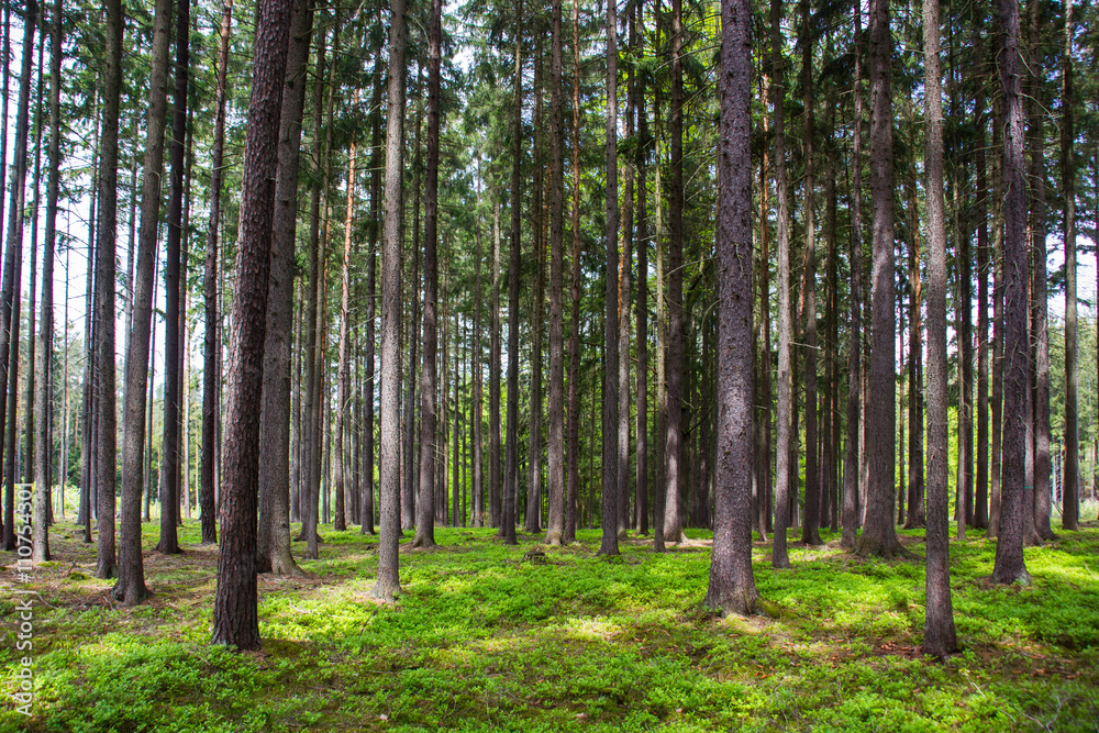 Forest after rain. Forest after rain.