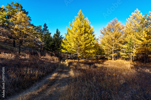 road in the larch forest