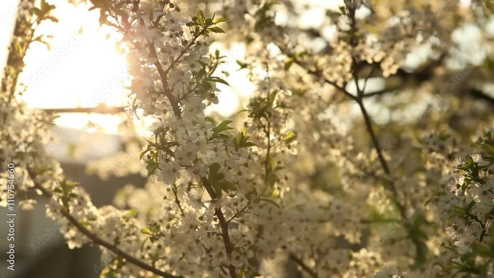 flowering cherry tree swaying in the wind at sunset. flowering cherry tree swaying in the wind at sunset.