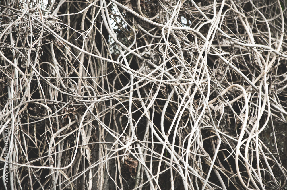 walls from dry branches, vines in nature walls from dry branches, vines in nature