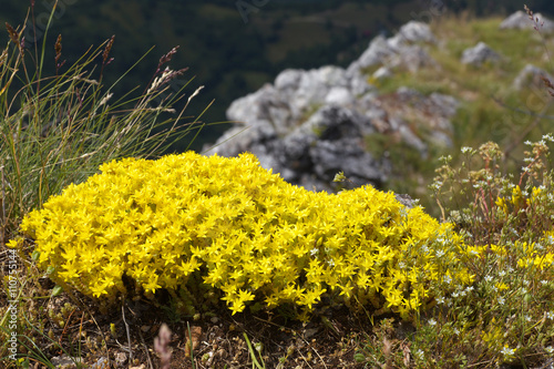 Cluster of Sedum photo