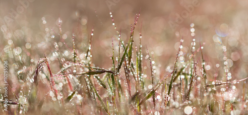 Panorama view closeup pink grass with droplets of dew in the morning sun for create a charming picture.soft focus, shallow DOF.