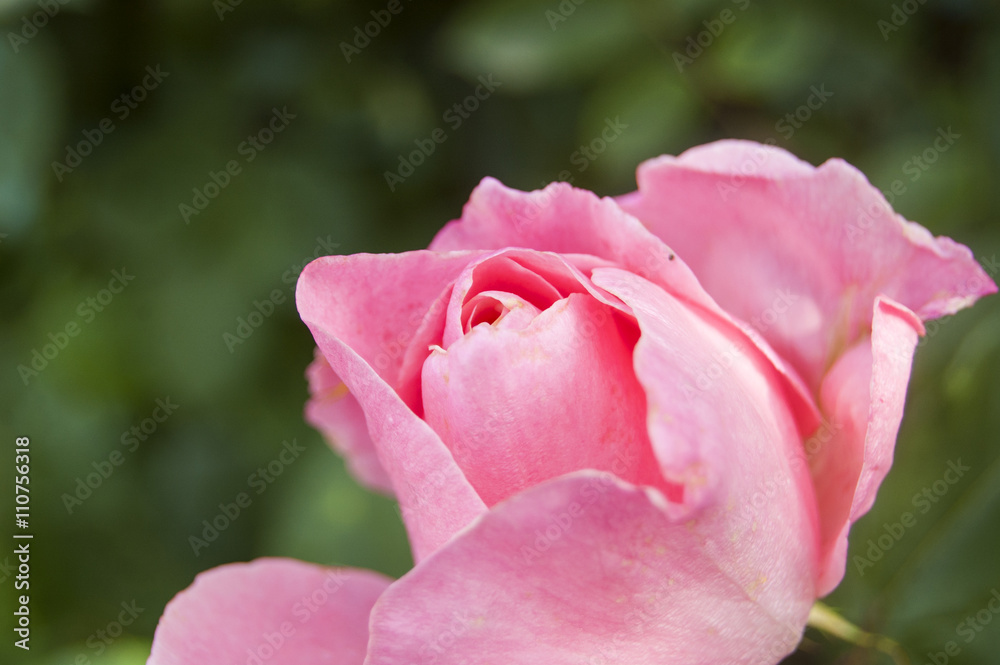 Wallpaper Macro Pink Rose