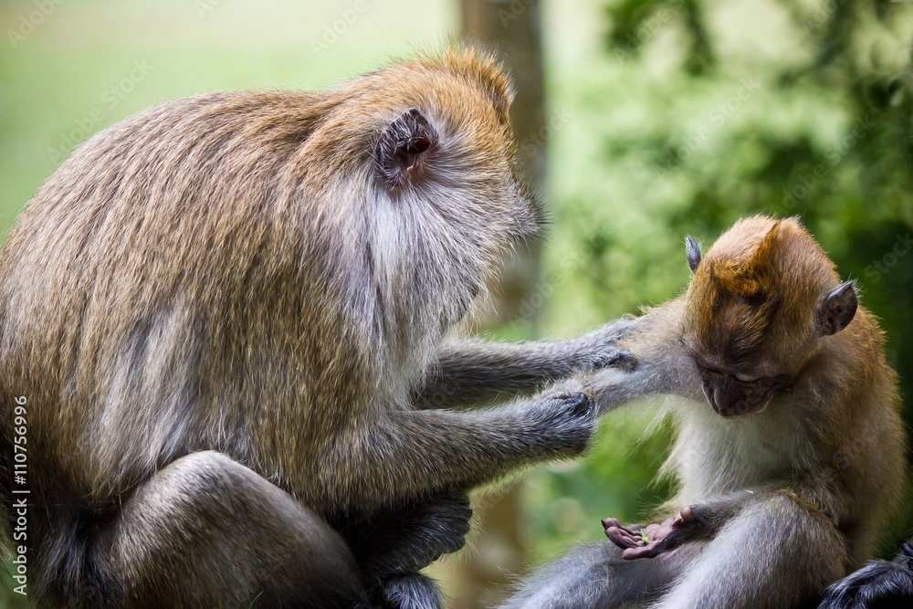 Fototapeta premium Monkey Family