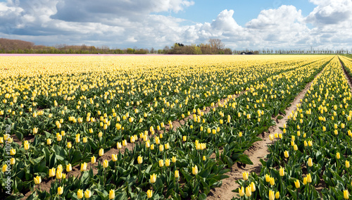 Colorful tulip fields in the spring season.