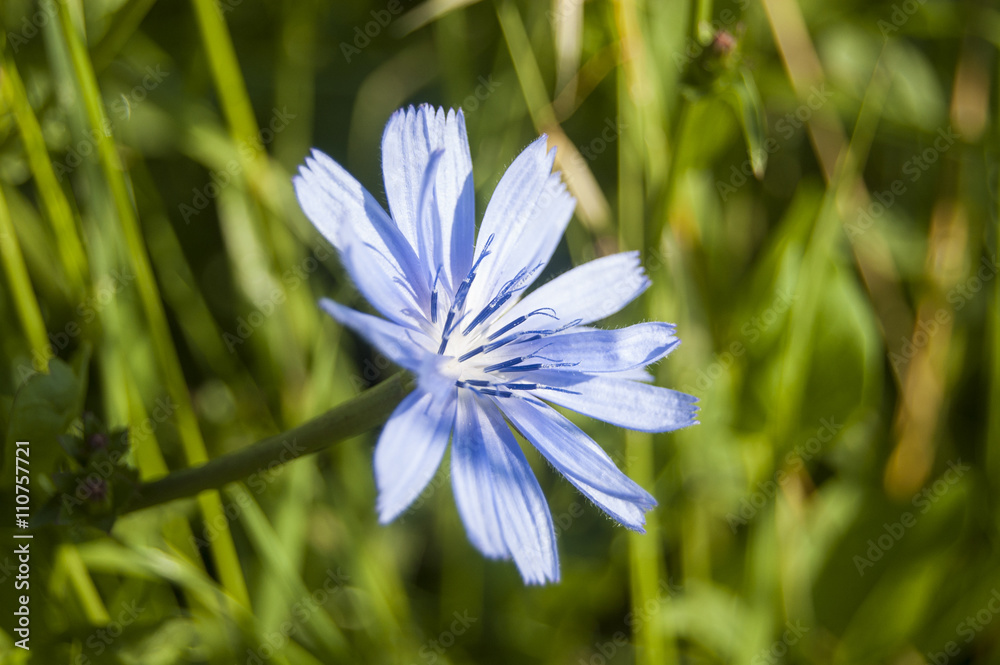 Macro Blue Flowers on blur Background Macro Blue Flowers on blur Background