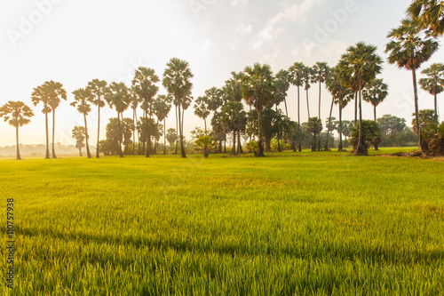 Rice field with palm tree background in morning, Phetchaburi Thailand. photo