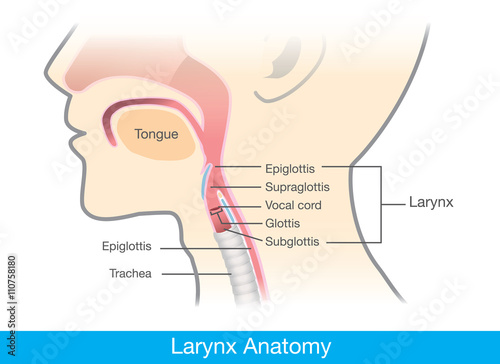 Human larynx anatomy. This illustration is medical diagram.
