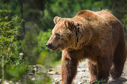 Fotografija Bear in forest