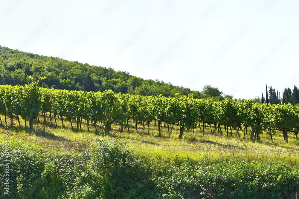Vineyard in the Autumn