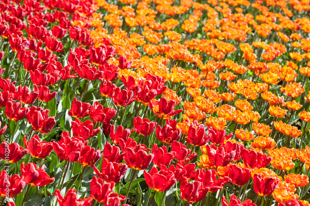 field full of bright red tulips diagonal composition
