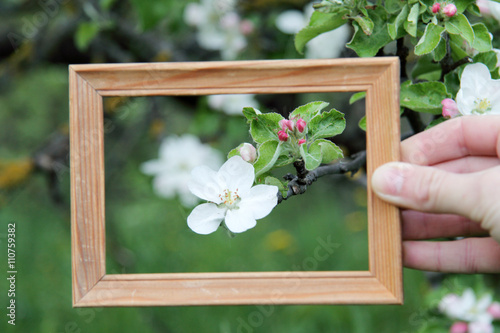 rich harvest in the autumn will be/flowering apple tree in spring in a wooden frame 