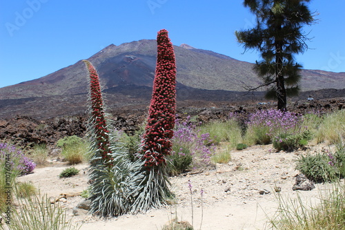 Tajinastes, alhelíes y pinos en el Parque Nacional del Teide photo