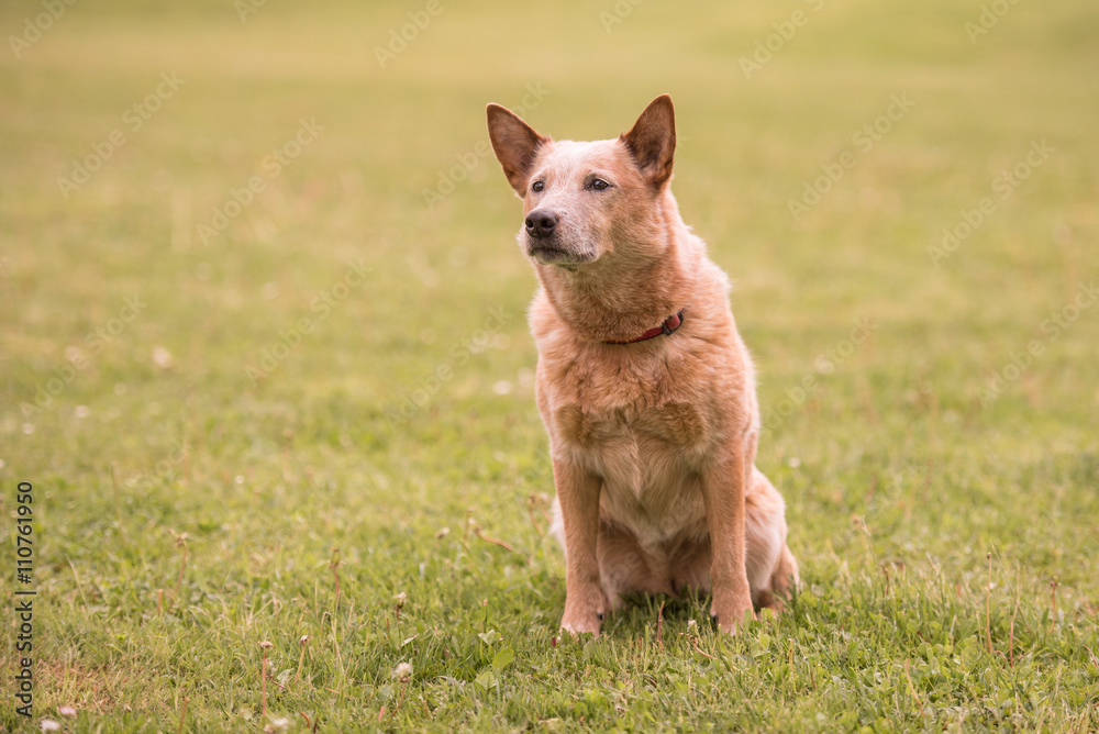 Naklejka premium Hund macht ein perfektes Sitz - Australien Cattle dog
