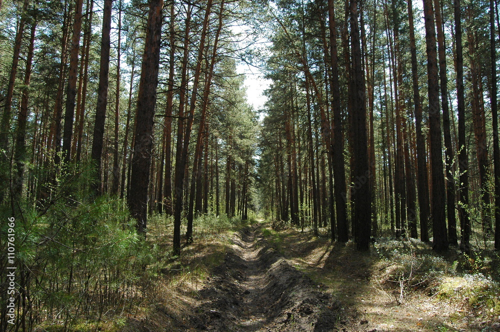 Obraz premium Просека в сосновом лесу