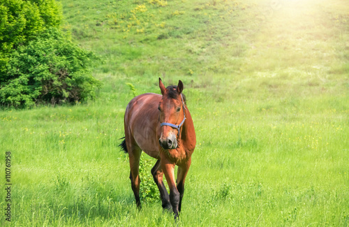 Horse on a green meadow © fotolesnik