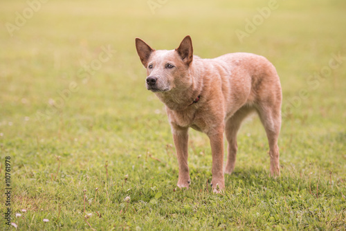  Hund macht ein perfektes steh - Australien Cattle dog