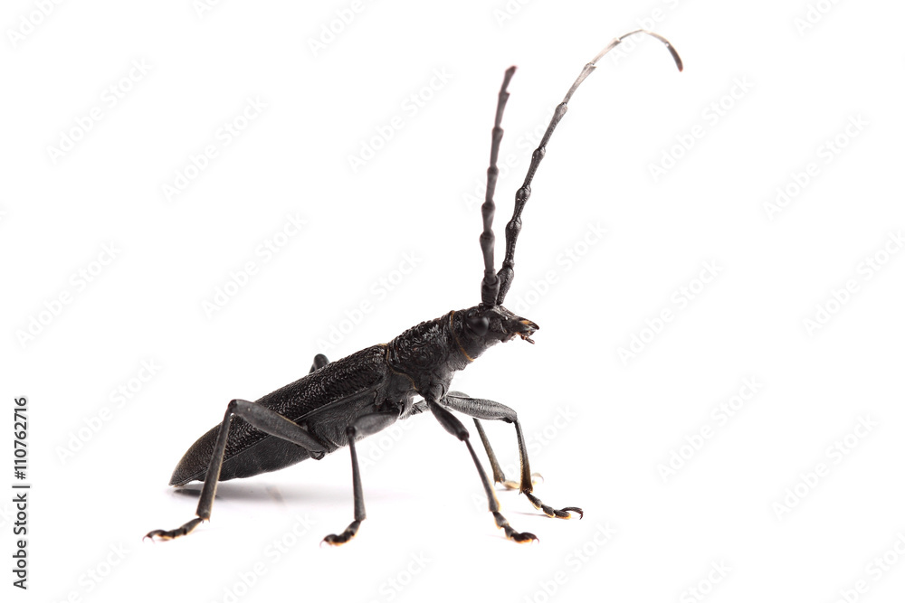 Longhorn beetle isolated on white Longhorn beetle isolated on white