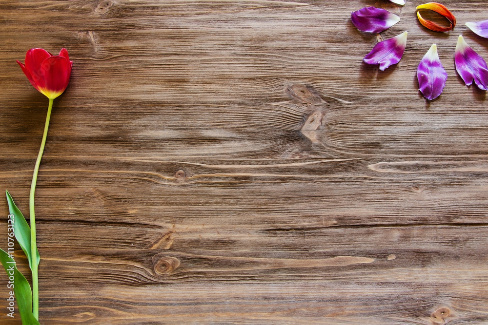  petals of tulip on the wooden background