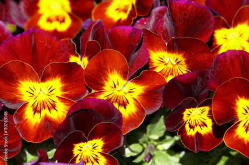 Close Up red-yellow violins flowers 