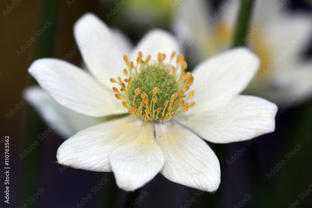 Obraz premium Anemone multifida flowers
