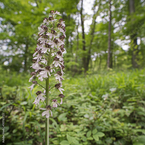 Purpurknabenkraut Orchidee im Auwald