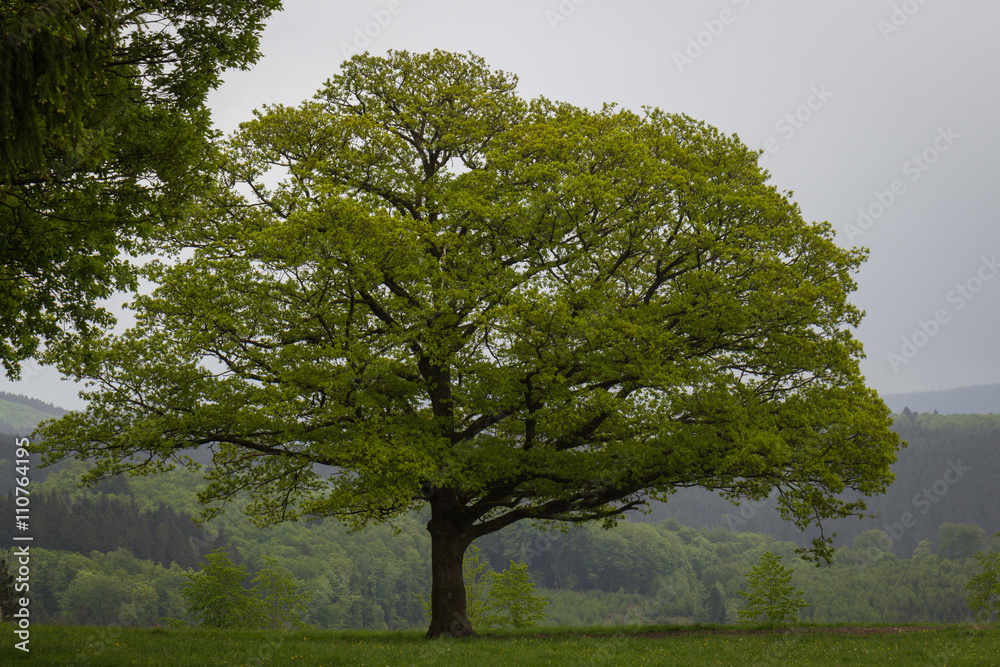 Fototapeta premium Frühling im Sauerland