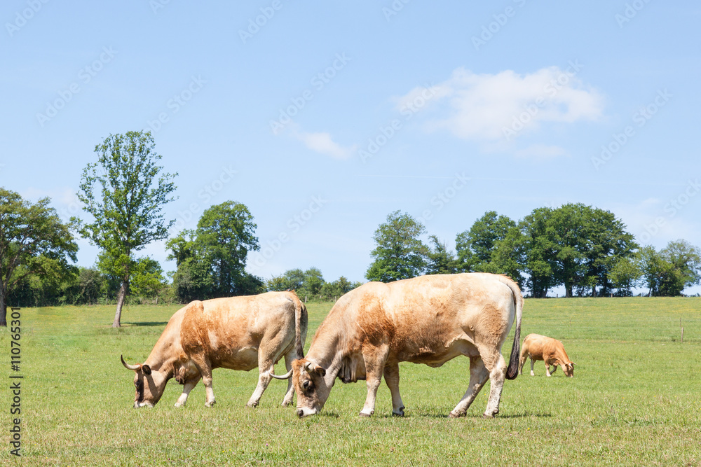 Two Aubrac beef cows with remnants of their winter coats grazing in a spring pasture Two Aubrac beef cows with remnants of their winter coats grazing in a spring pasture