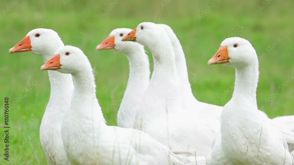 Geese walking and grazing on green field Geese walking and grazing on green field