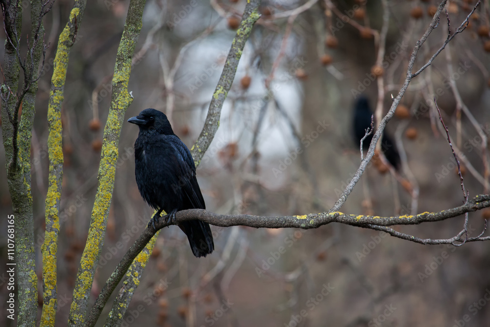 Common Raven (Corvus corax) Common Raven (Corvus corax)