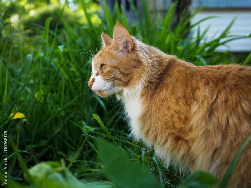 Red fluffy cat on the nature, in the green grass 