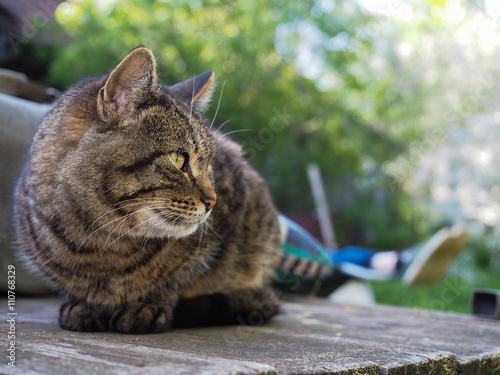 Big gray striped cat resting. Portrait of a beautiful cat in nature  photo